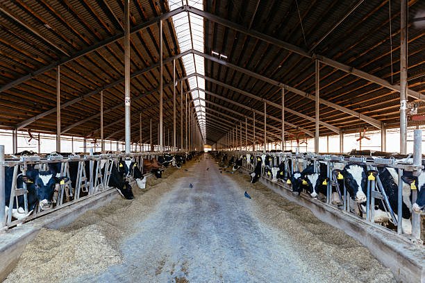 Dairy Farm Job In New Zealand