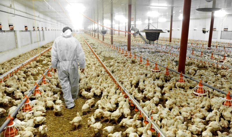 Poultry Farm Worker Job in Australia
