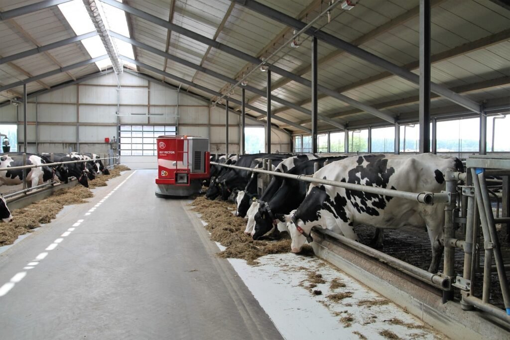 Dairy Farm Job In New Zealand
