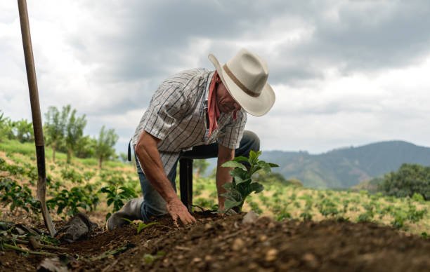 Farm Worker Job In New Zealand