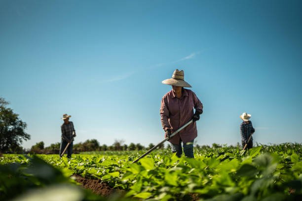 Dairy Farm Worker Job In Australia