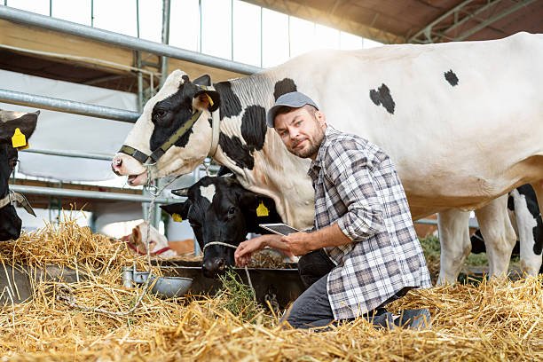 Dairy Farm Job In Australia