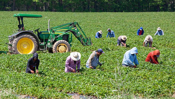 Fruit Farm Worker Job In Australia