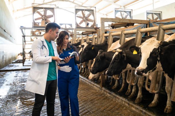 Dairy Farm Job In New Zealand